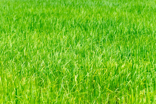 Fresh green grass covering sunny field dense natural growth creating vibrant botanical background for agriculture nature environment themes
