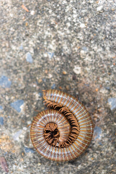 Curled millipede resting rough textured ground detailed segmented body natural earthy tones showing defensive behavior of small terrestrial arthropod