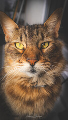 close up of a cat, name Luna. © AARON