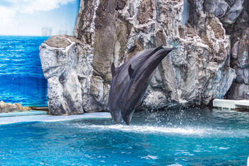 Partially visible marine mammals rest on rugged rocks beside a bright blue pool with cascading water. © Saigonese