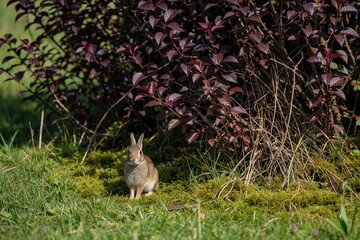 Fototapeta premium Small wild rabbit sits on green mossy meadow. Cute brown bunny stays alert near dark red bush. Small mammal watches surroundings in forest garden. Nature wildlife scene with grass, shrubbery in