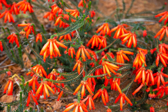 Erica cerinthoides, commonly known as fire heath or scarlet heath, flowers in spring in New Zealand