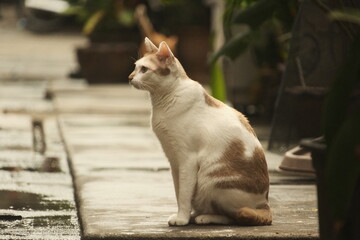 Orange and white cat sitting in sunlight on damp pavement © Phuwarin