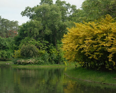 Yellow flowering tree beside a pond with soft reflections