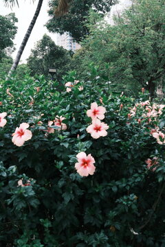 Pale pink flowers blooming on a leafy garden shrub