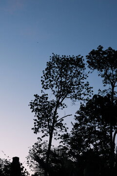 Tree silhouettes against a blue and pink twilight sky