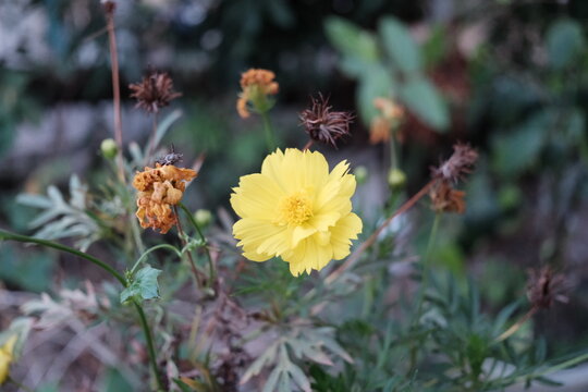 Yellow flower among fading blooms and green foliage