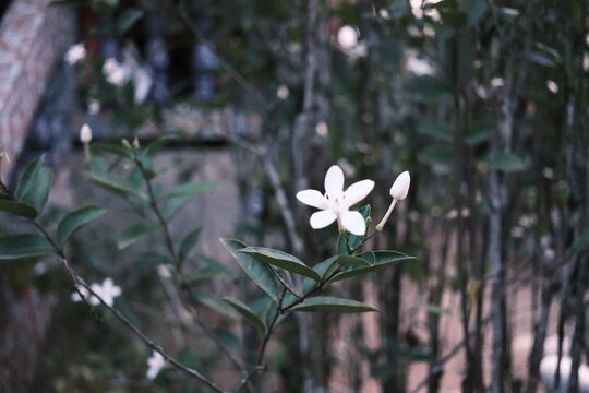 Small white flower and buds on a branch against a blurred background