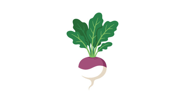 Fresh Purple Turnip with Green Leaves Isolated Illustration