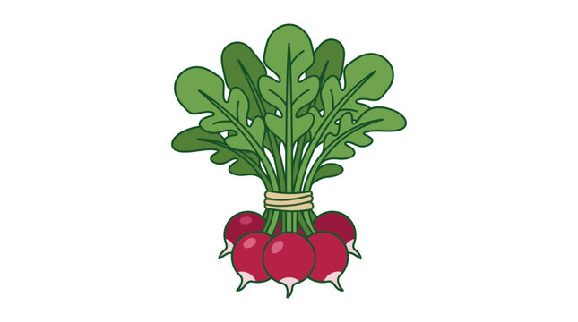 Fresh Organic Red Radish Bunch Illustration