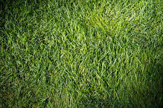 Lush grass lawn closeup