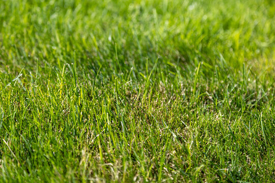 Grass lawn closeup