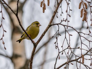Fototapeta premium Greenfinch bird perched on a bare branch. Small wild animal with yellow and green plumage sits among twigs, watching surroundings. Nature scene in a forest setting.