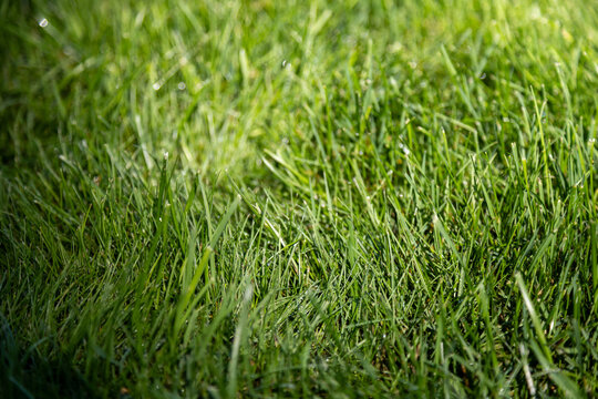 Green grass closeup