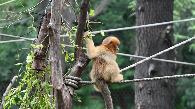A little golden snub-nosed monkey baby standing on the rope and take green leaves in the zoo
