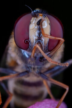 Syrphidae close up (Eupeodes americanus)