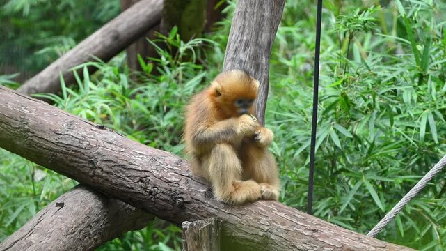 A golden snub-nosed monkey babay sit on a wooden log and eat green leaves in the zoo