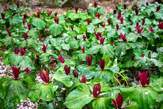 Trillium chloropetalum flowers in spring and is very striking in large numbers in a shady spot in the garden, New Zealand 
