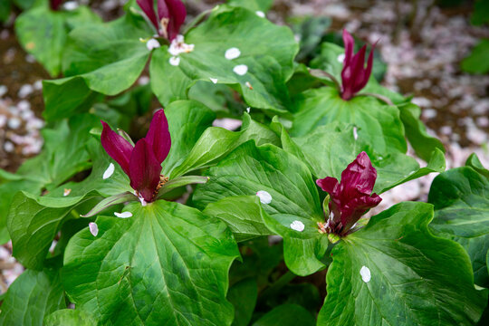 Trillium chloropetalum flowers in spring and is very striking in large numbers in a shady spot in the garden, New Zealand 
