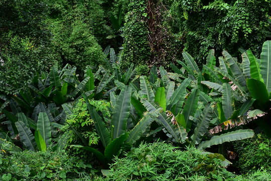 scenic view of lush green tropical rainforest canopy