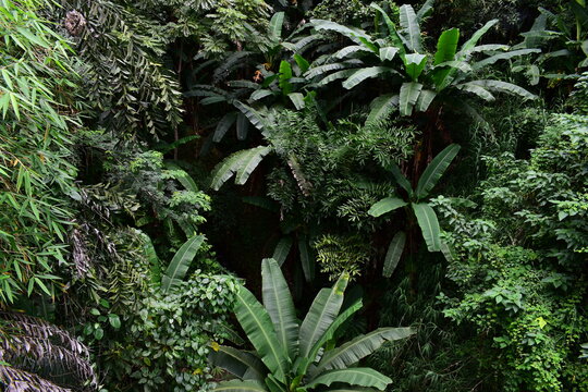 scenic view of lush green tropical rainforest canopy