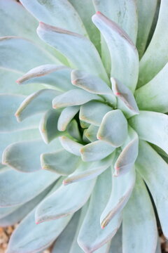 Symmetrical pale blue and pink succulent rosette in garden