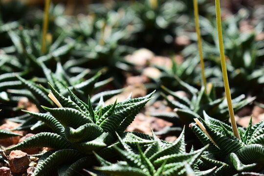 detail of Haworthiopsis attenuata Zebra Hawarthia succulents cluster