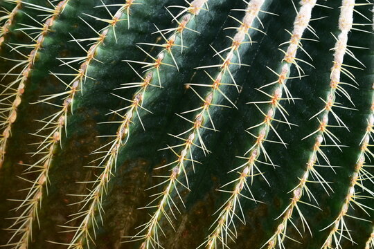 a group of golden barrel cacti in a desert garden