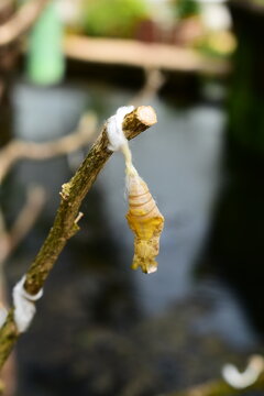 close up view of brown butterfly chrysalise hanging from a branch in a garden