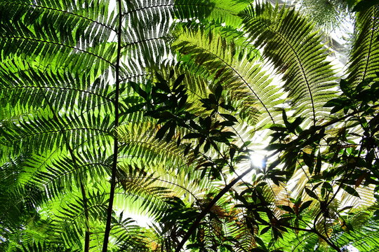 tropical tree fern canopy in rainforest with sunlight filtering through leave
