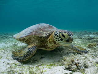 Fototapeta premium Green Sea Turtle Resting on Sandy Seabed in Miyakojima