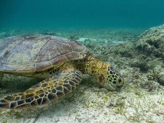 Fototapeta premium Green Sea Turtle Feeding on Seagrass Seabed in Miyakojima