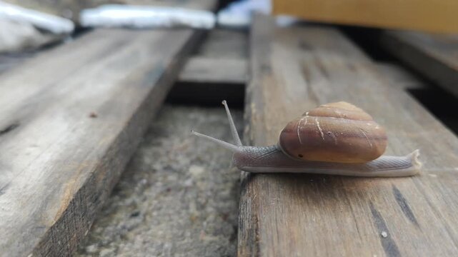 Brown snail crawling on a weathered wooden plank with extended tentacles, close-up side view, natural rustic outdoor background.