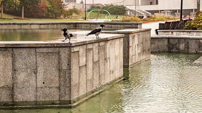 Two hooded crows standing on a stone ledge in a park fountain