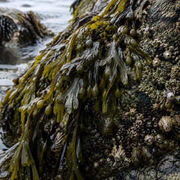 Seaweed mat clinging to a tidal boulder at the ebb with glossy strands and barnacle crust