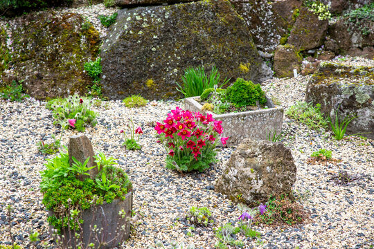 Pulsatilla Vulgaris Rubra flowering in a rock garden in spring in New Zealand
