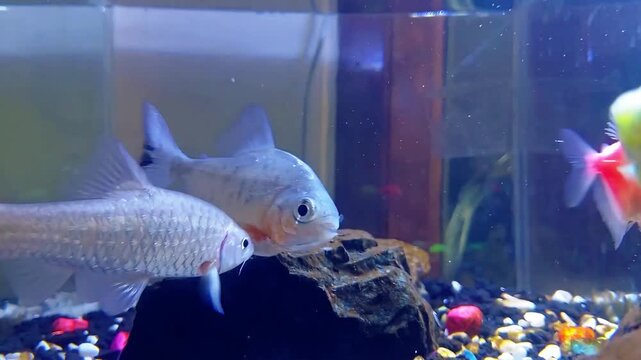 Close-up of exotic Bawal Fish, Wader Fish, and vibrant Glow Fish swimming in a home aquarium, surrounded by colorful gravel and decorative rock