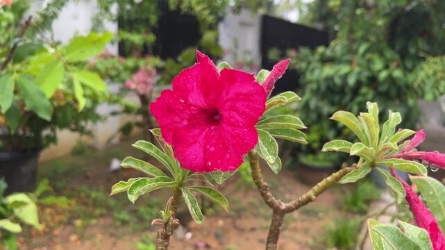 Vibrant Deep Pink Desert Rose Flower Blooming in a Tropical Garden Setting During Rain Shower