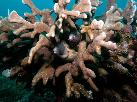 A pair of White Eyed Moray Eels also known as Greyface Moray Eel Boracay Island Philippines