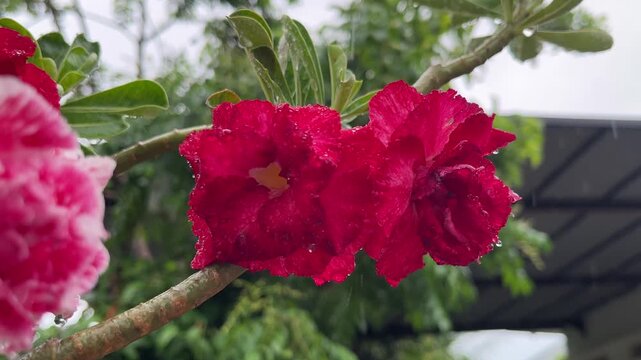Close-up Video of Beautiful Red Adenium Impala Lily Flowers with Raindrops in Garden