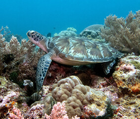 A Green turtle resting on corals Boracay Island Philippines © Paulo Violas