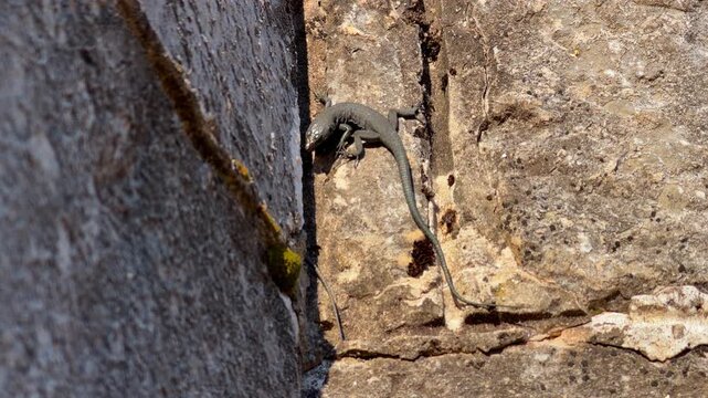 A small gray lizard clings to a crack between weathered stone blocks, staying still in direct sunlight outdoors. The reptile basks on rough rock texture in a natural crevice.