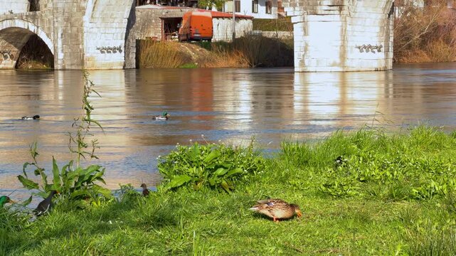 A mallard duck and hen walk on green grass by a river while other ducks swim near an old stone bridge in the background.