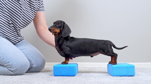 A black and tan dachshund dog stands with front paws on two blue yoga blocks while a woman guides it with a treat, a concept of canine rehabilitation and balance training.