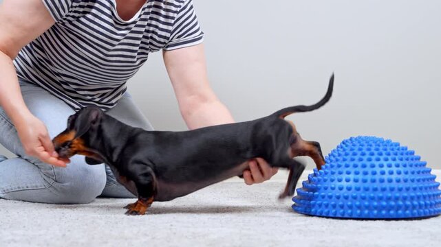 A black and tan dachshund dog stretches its long back while a woman supports the hips and lures the pet forward with a snack in hand, next to a spiky blue dome on a soft carpet, canine physiotherapy.