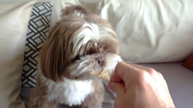 A Shih Tzu dog protecting a treat from its owner.