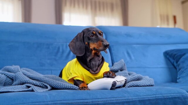 A black and tan dachshund dog in a yellow shirt rests a paw on a white gamepad among a knitted throw, a concept of screen time obsession and digital wellbeing.