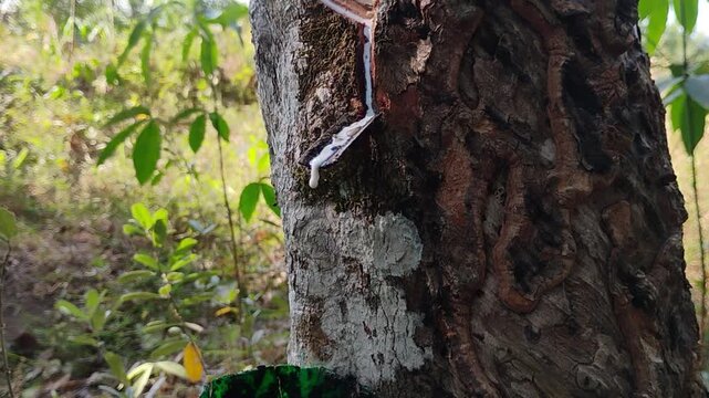 Latex Flowing From Tapped Rubber Tree