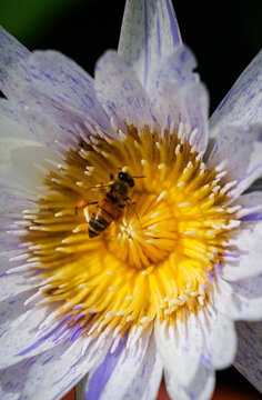 A bee wandered into the golden stamens of a water lily in close-up photography
