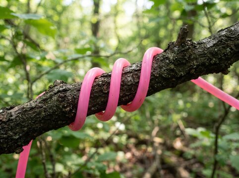 A bright pink plastic spiral wrapped around a tree branch in the forest.